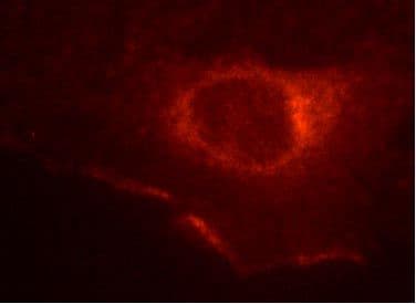Cytoskeleton Image