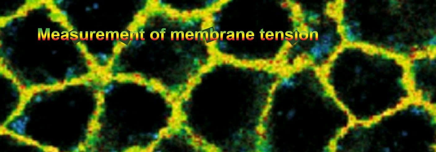 Cytoskeleton Image