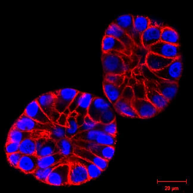 Cytoskeleton Image