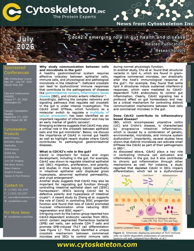 Cdc42’s emerging role in gut health and disease