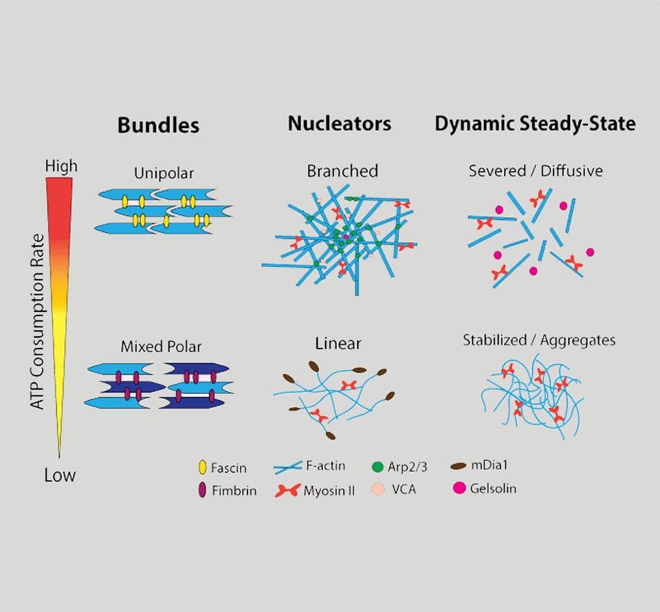 diagram of actin-binding proteins interacting with different actin structures