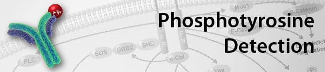 Anti-Phosphotyrosine Validated Methods
