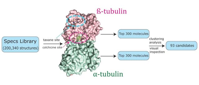 Discovery of a novel potent tubulin inhibitor through virtual screening and target validation for cancer chemotherapy