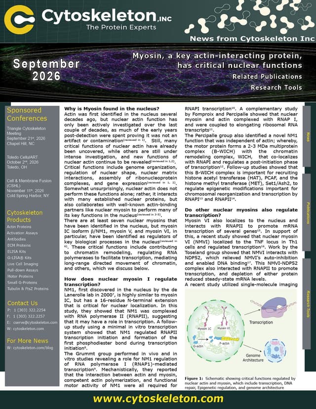 Myosin, a key actin-interacting protein, has critical nuclear functions