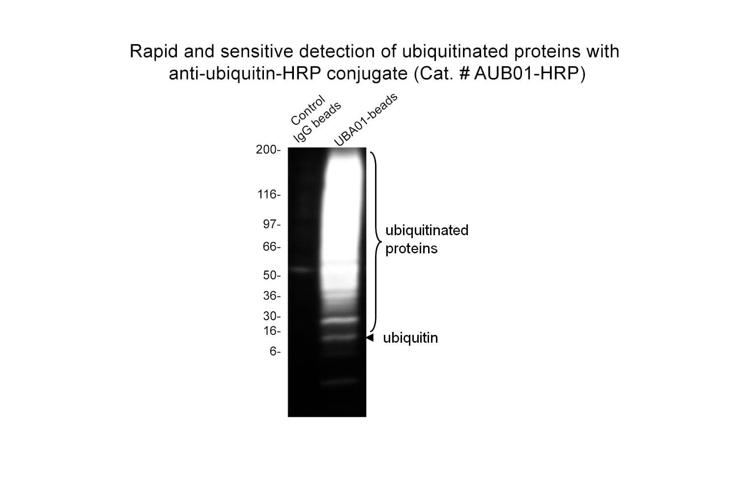 product-AUB01-HRP