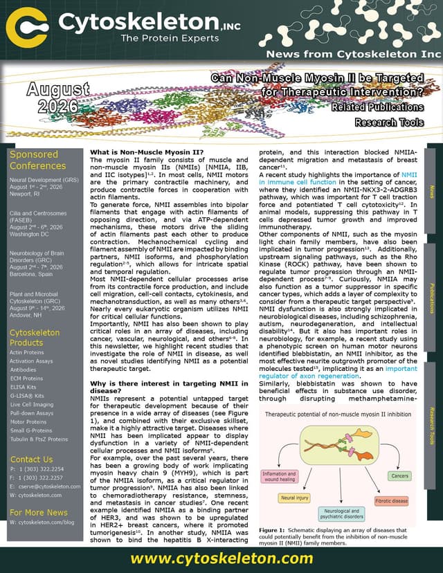 Can non-muscle myosin II be targeted for therapeutic intervention?