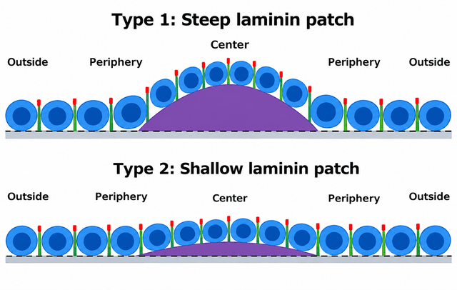 Steady-state epithelial apical flatness is characterized by MLCK morphodynamics and asynchronous Ca2+ oscillations, but not by underlying ECM geometry