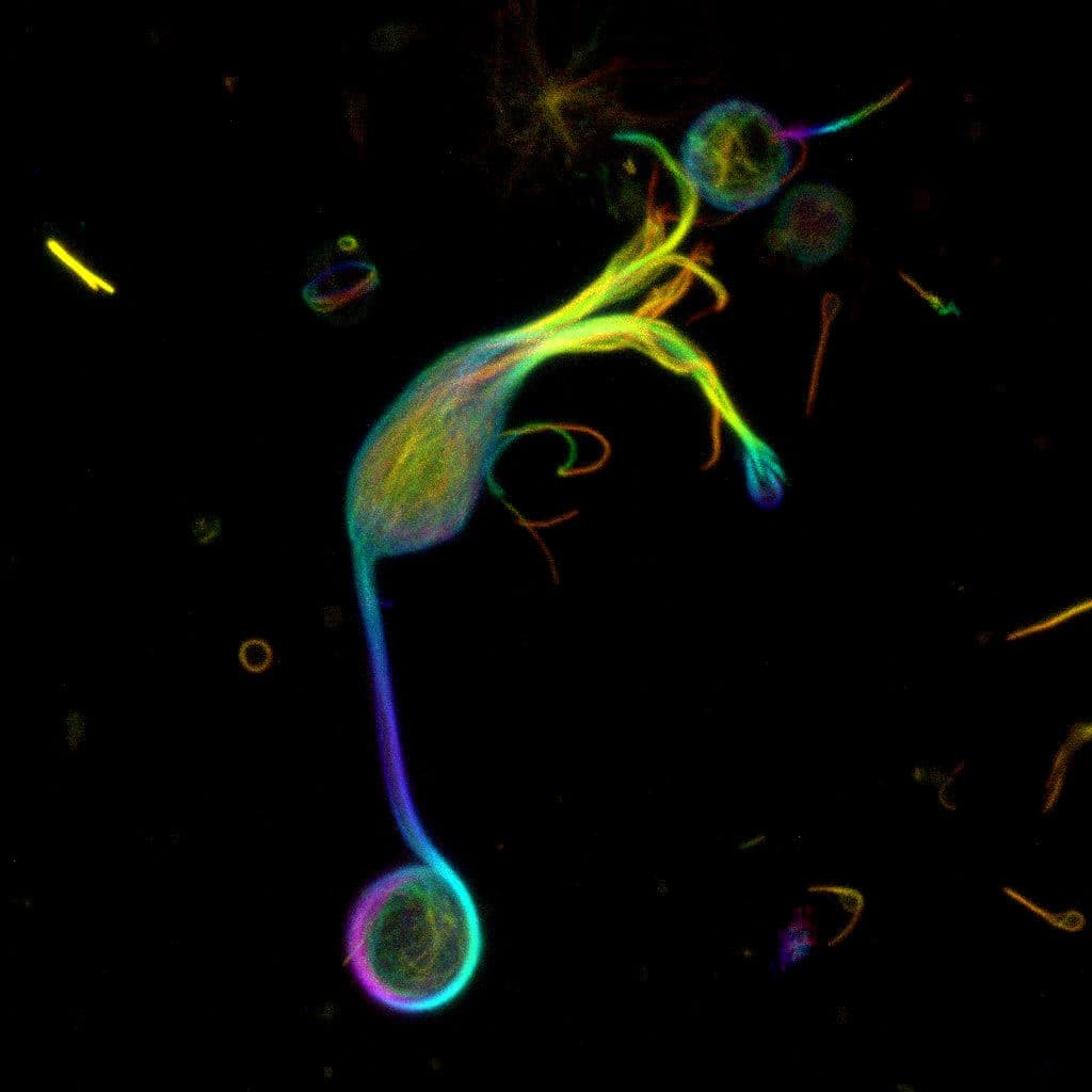 Goldfish retinal bipolar cell