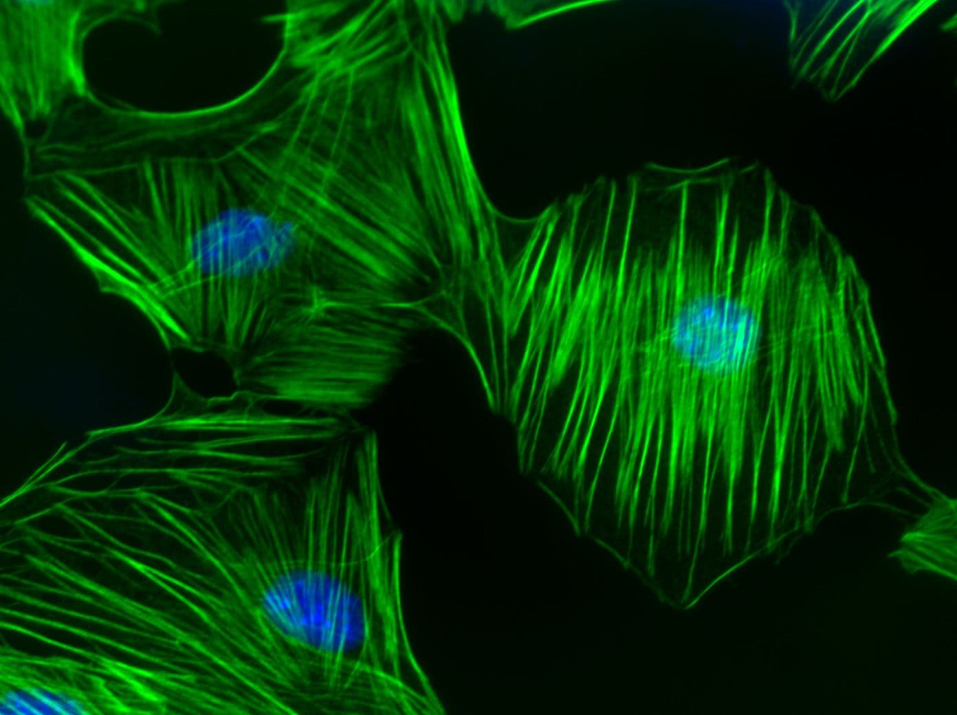 Cytoskeleton Image