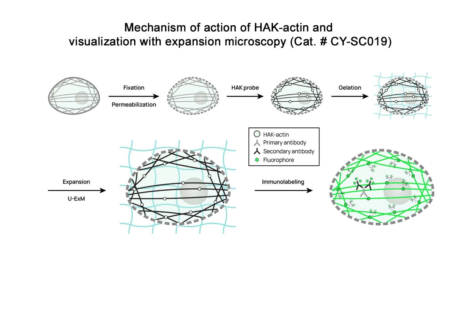 Mechanism of action of HAK-actin using expansion microscopy
