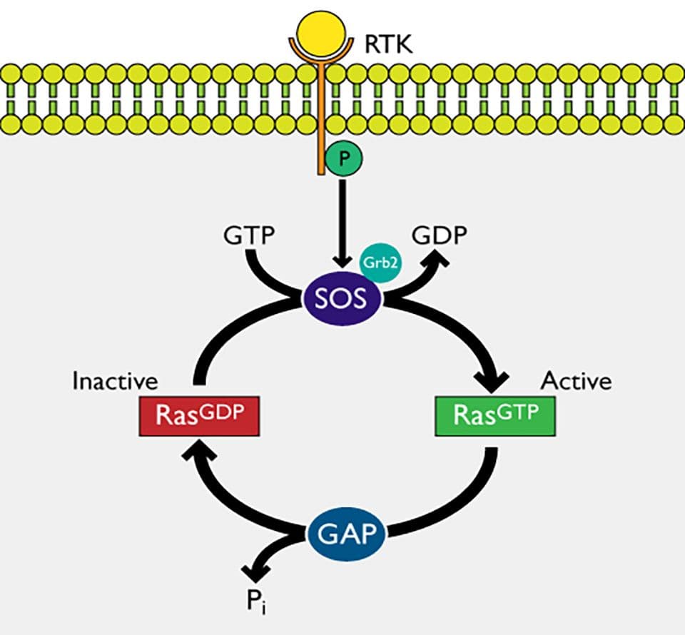 diagram showing GEF and GAP proteins involvement in the Ras activation cycle