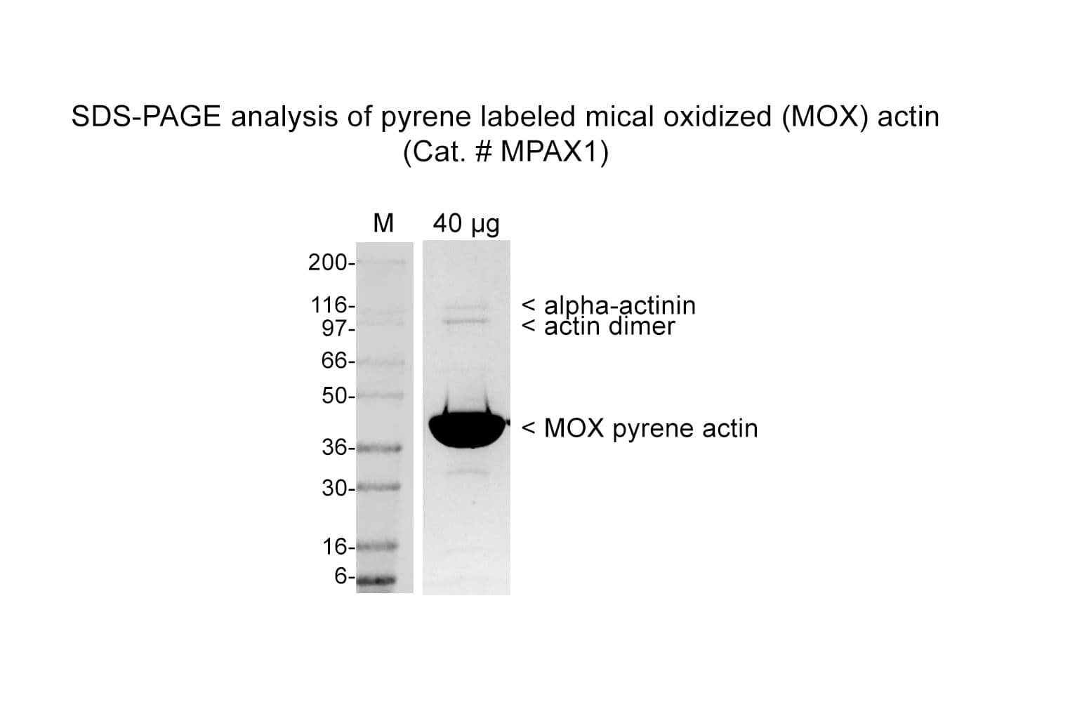 SDS-PAGE analysis of purity MPAX1