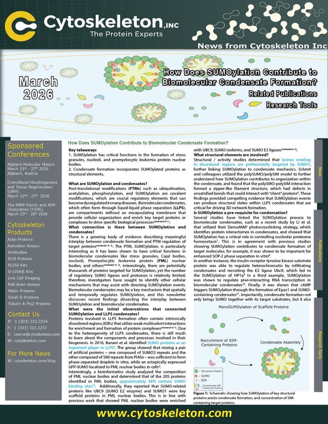 How Does SUMOylation Contribute to Biomolecular Condensate Formation?