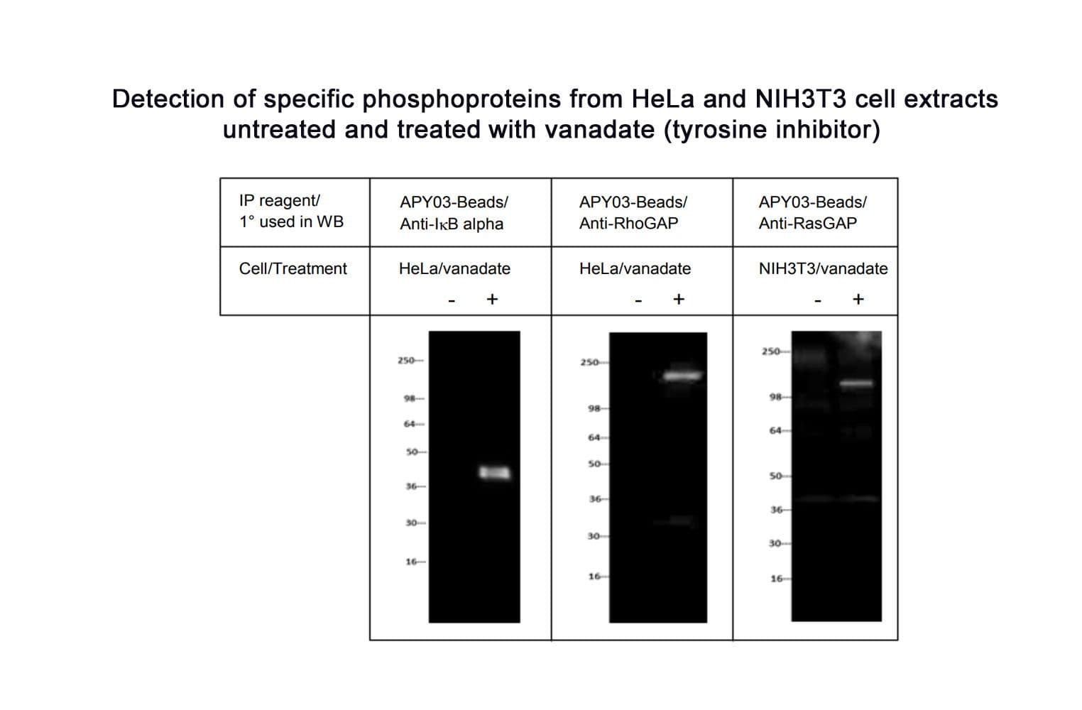 product-APY03-Beads-2