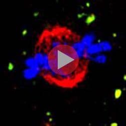 Observe endosome / lysosome movement in live cells