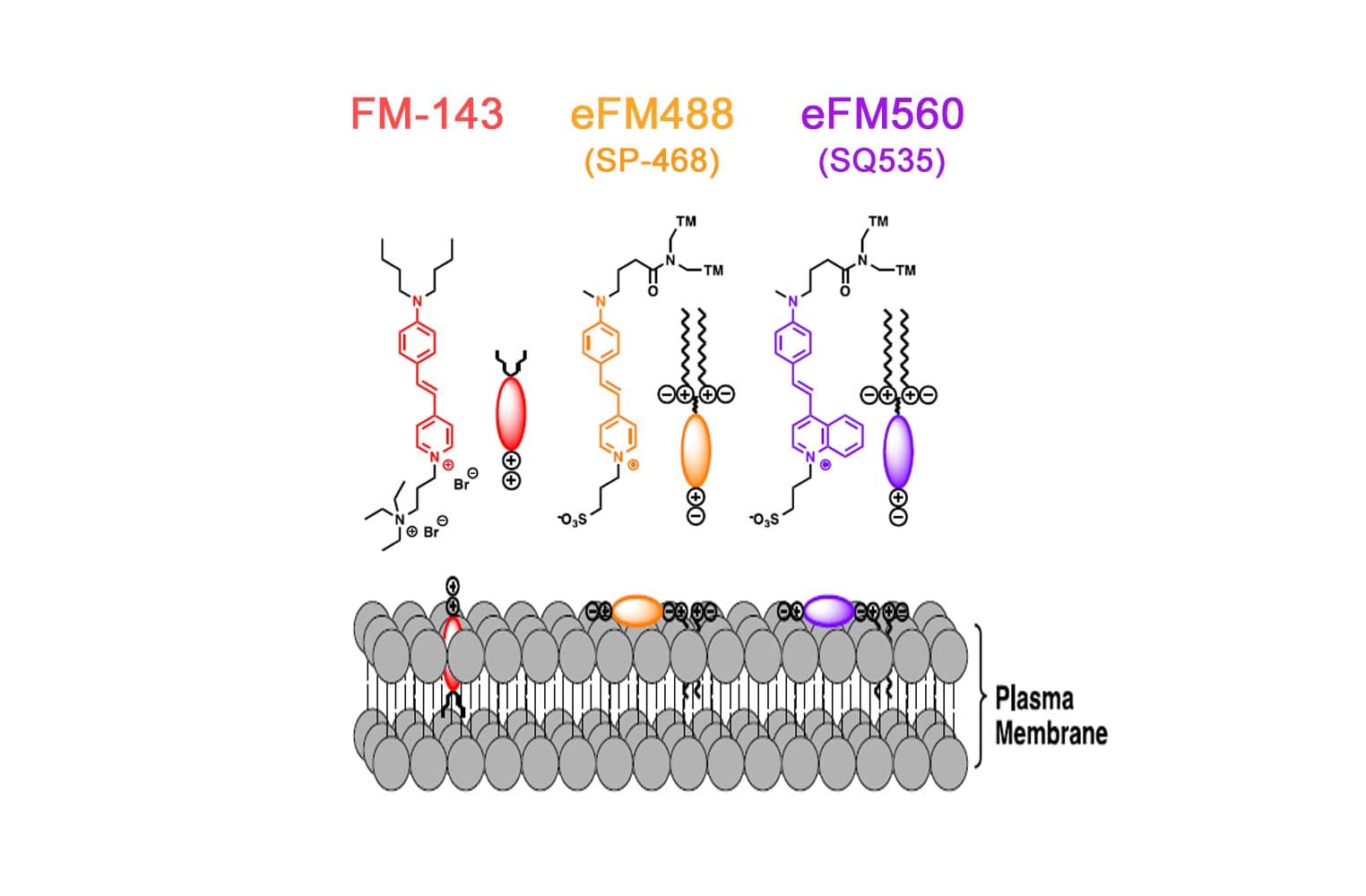 eFM560 mechanism of action (Cat. # MG16)
