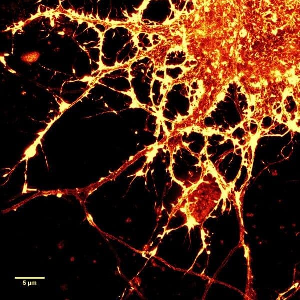 Cytoskeleton Image