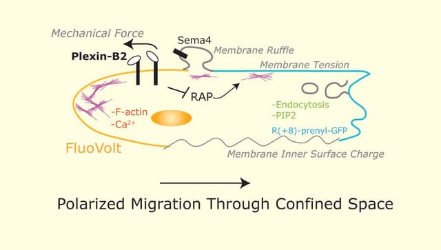 Invasion of glioma cells through confined space requires membrane tension regulation and mechano-electrical coupling via Plexin-B2