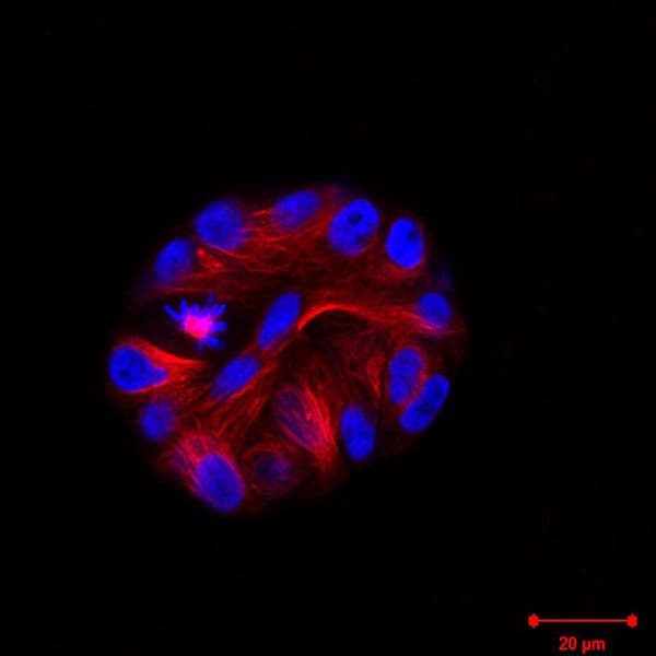 MCF10A Cells (3D culture)