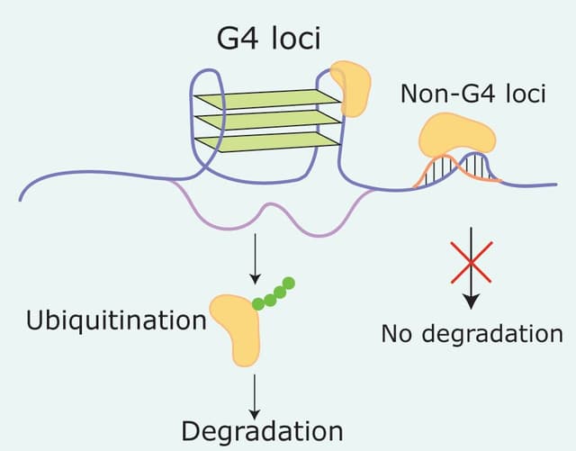 Degradation of G-quadruplex-binding proteins in chromatin using G4-ligand-based proteolysis-targeting chimeras
