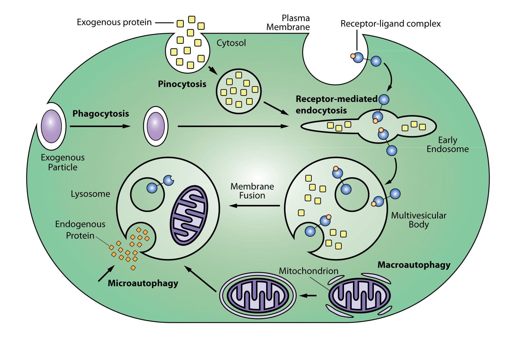 Endosome processing in the lysogen pathway.