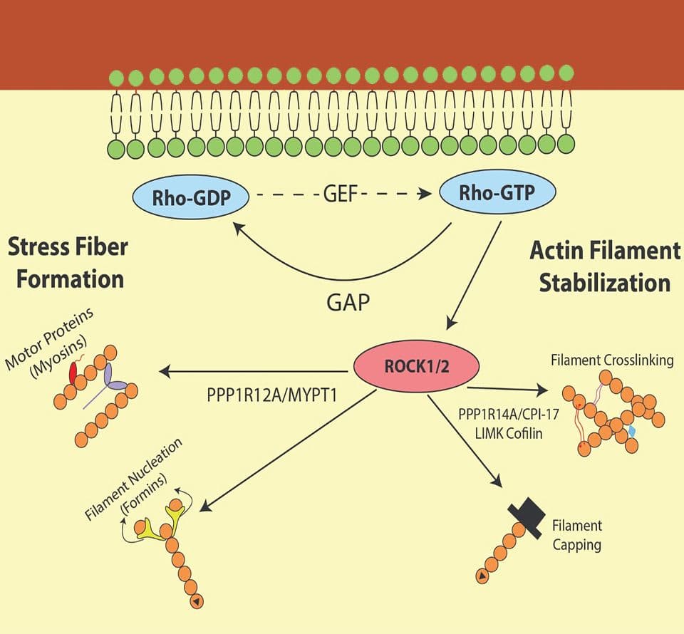 diagram showing the impact of small g-proteins on actin filament stabilization and stress fiber formation