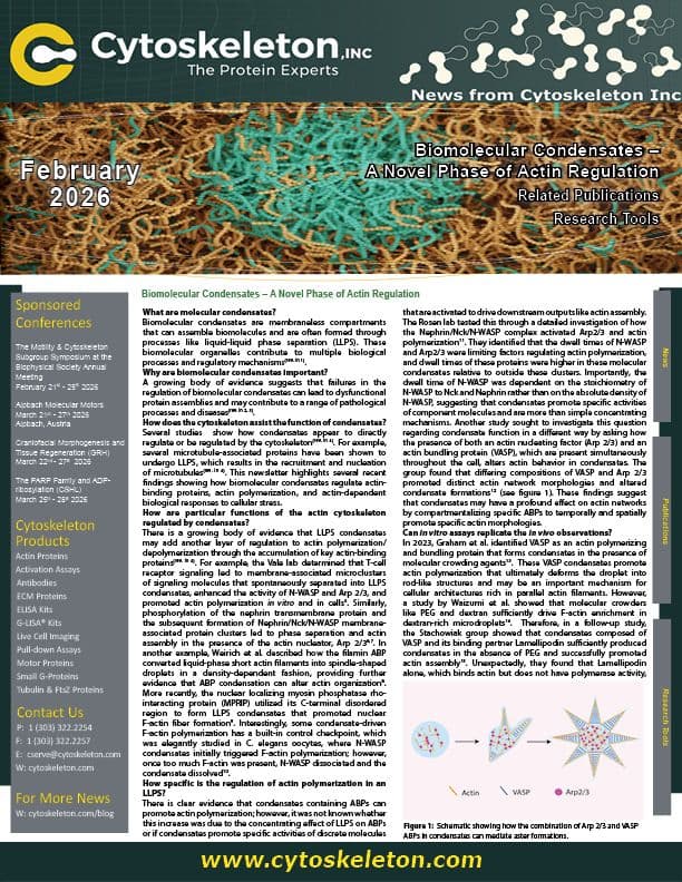 Biomolecular Condensates – A Novel Phase of Actin Regulation