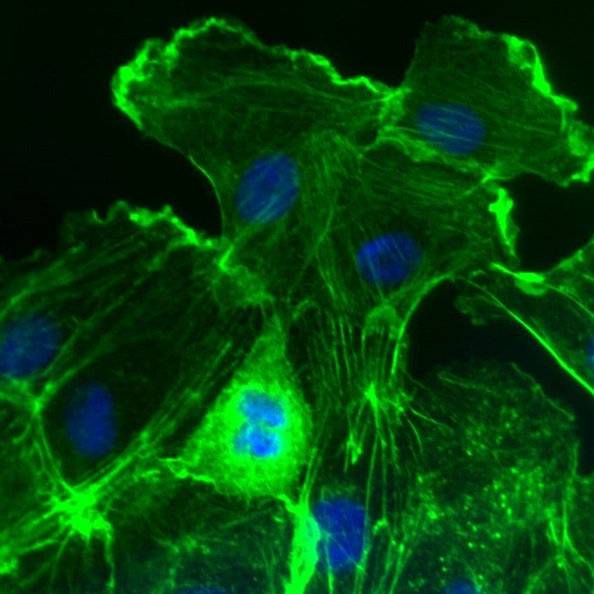 Cytoskeleton Image