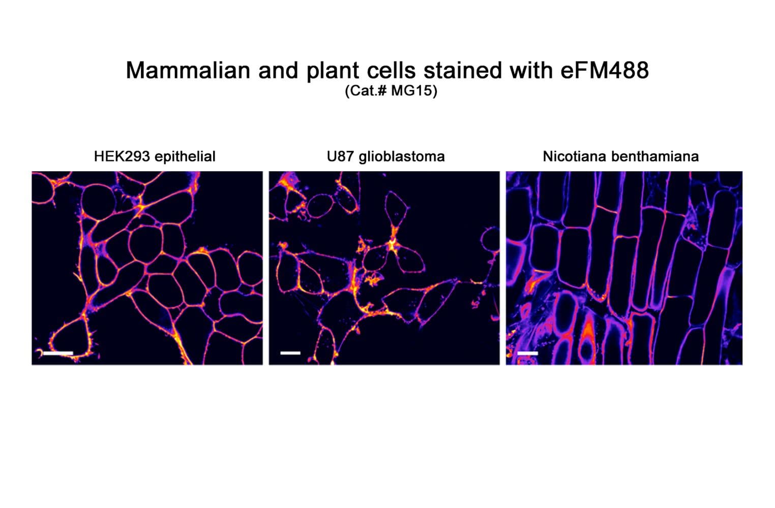 Multiple cell staining with eFM488 enhanced fluorogenic membrane probe