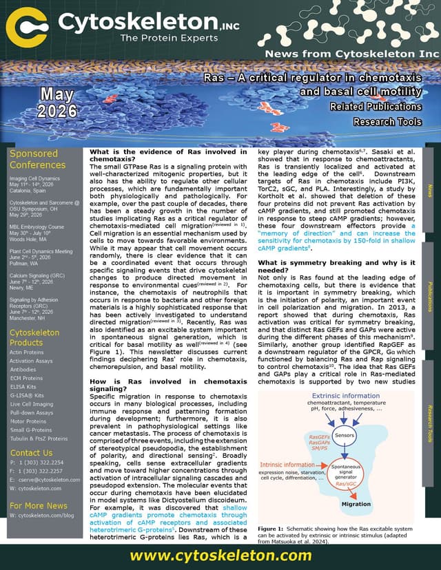 Ras – A critical regulator in chemotaxis and basal cell motility