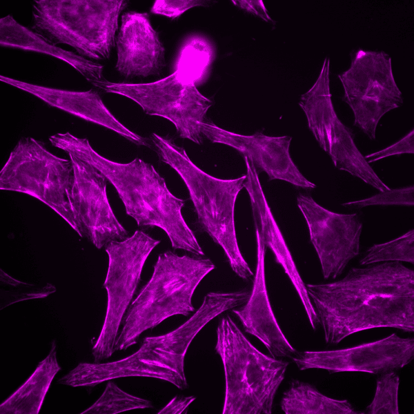 Cytoskeleton Image