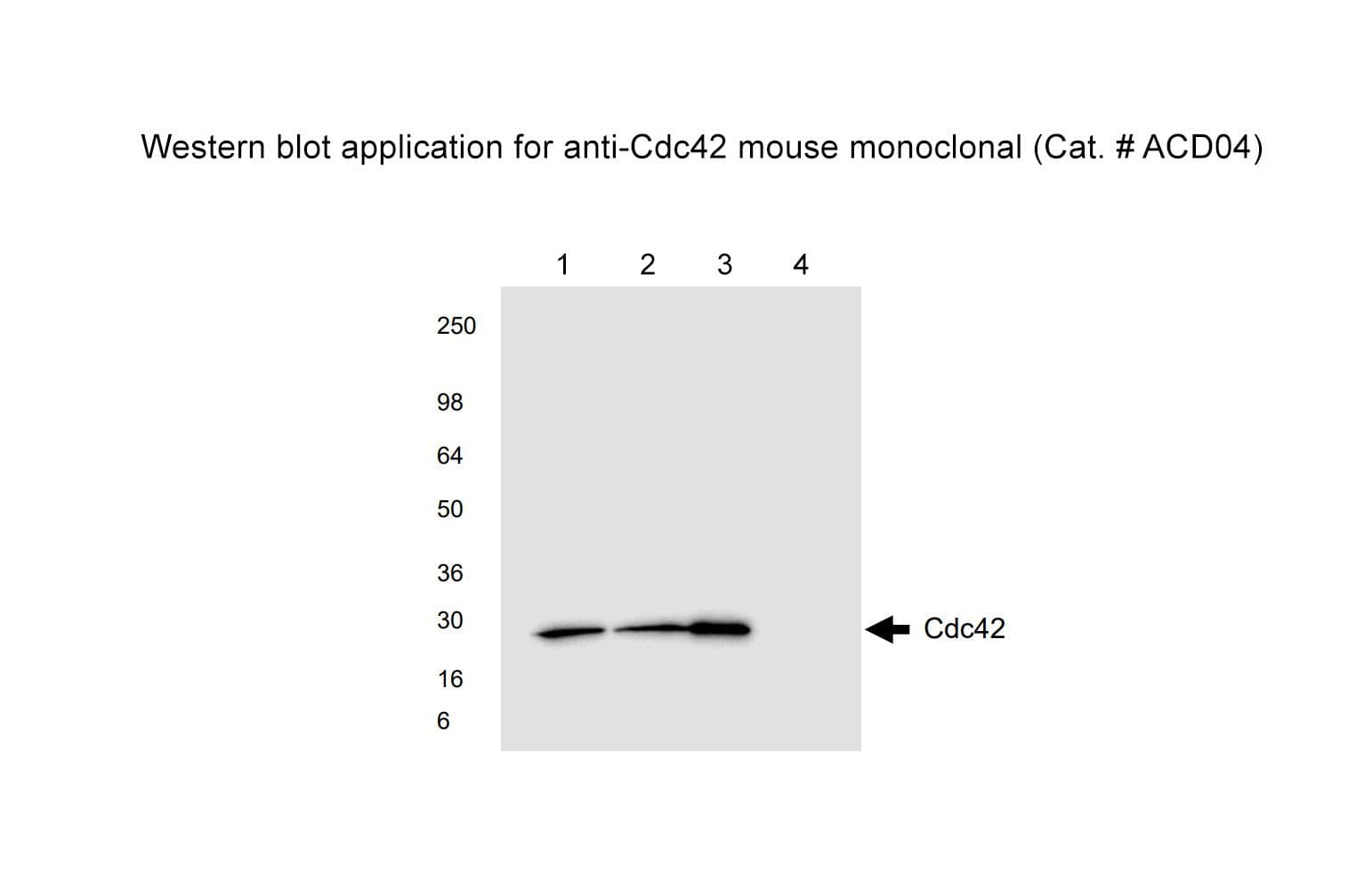 Western blot with extracts and antibody Cdc42 ACD04