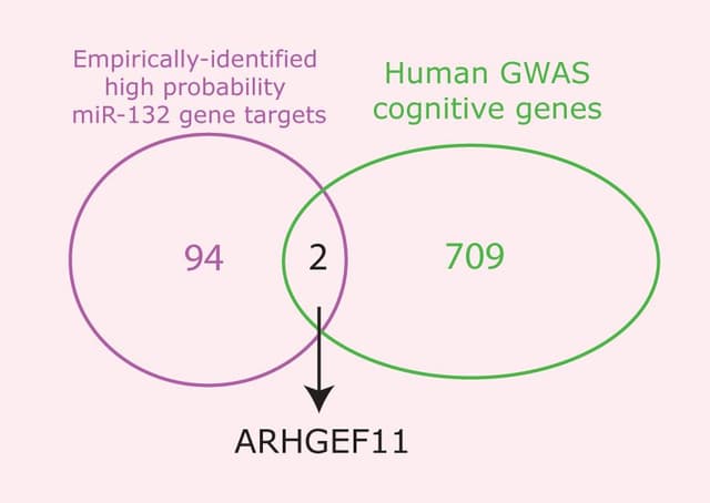 Identification of ARHGEF11 (PDZ-RhoGEF) as an in vivo regulator of synapses and cognition