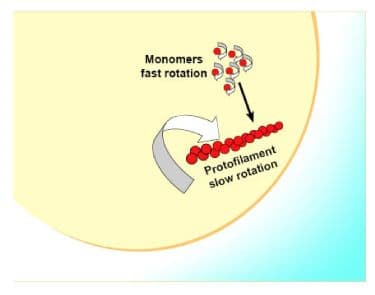 Figure 5. Schematic diagram of FtsZ monomer/polymer reporting fluorescence polarization assay