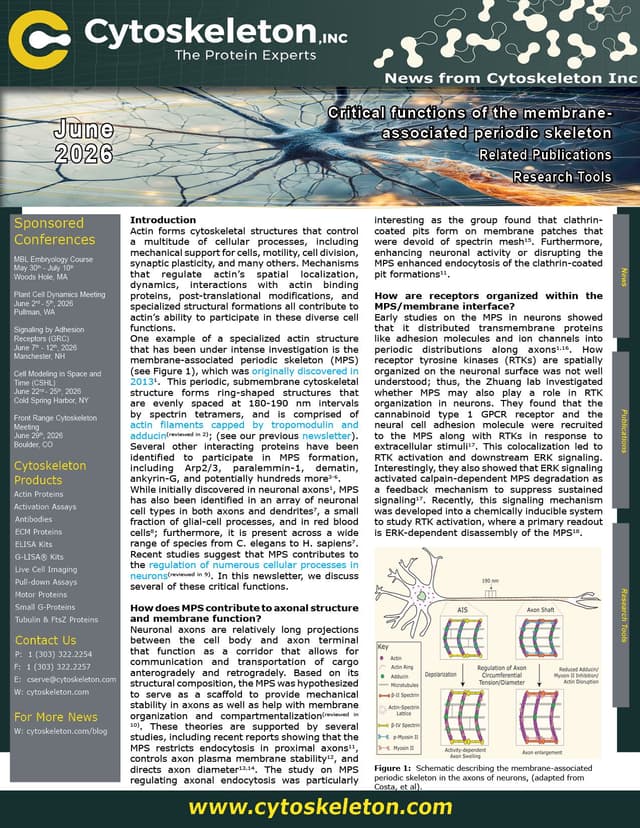 Critical functions of the membrane-associated periodic skeleton
