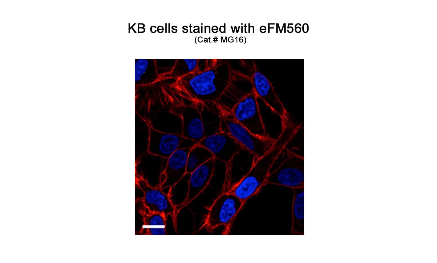 KB-cell staining with MG16-10 eFM560 enhanced fluorogenic plasma-membrane probe