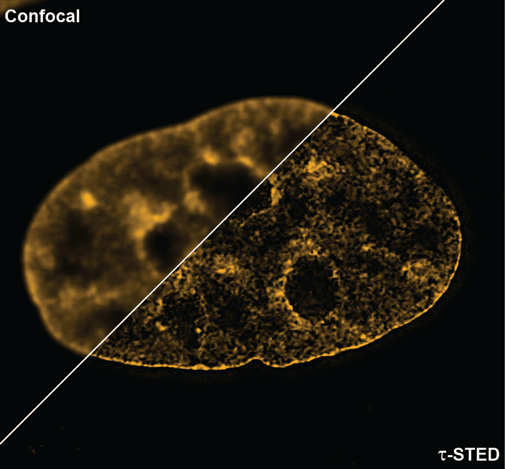 Cytoskeleton Image