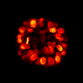 Cytoskeleton Image