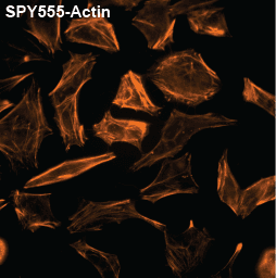 Cytoskeleton Image