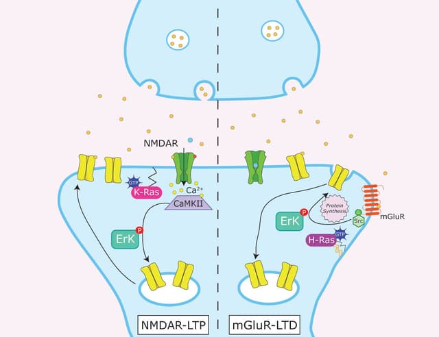 Different Ras Isoforms Regulate Synaptic Plasticity in Opposite Directions
