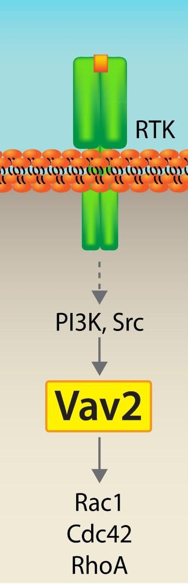 Cytoskeleton Image