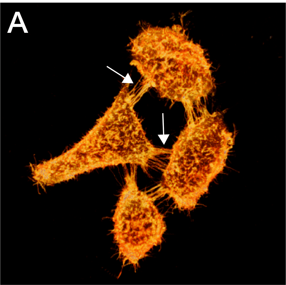 Cytoskeleton Image