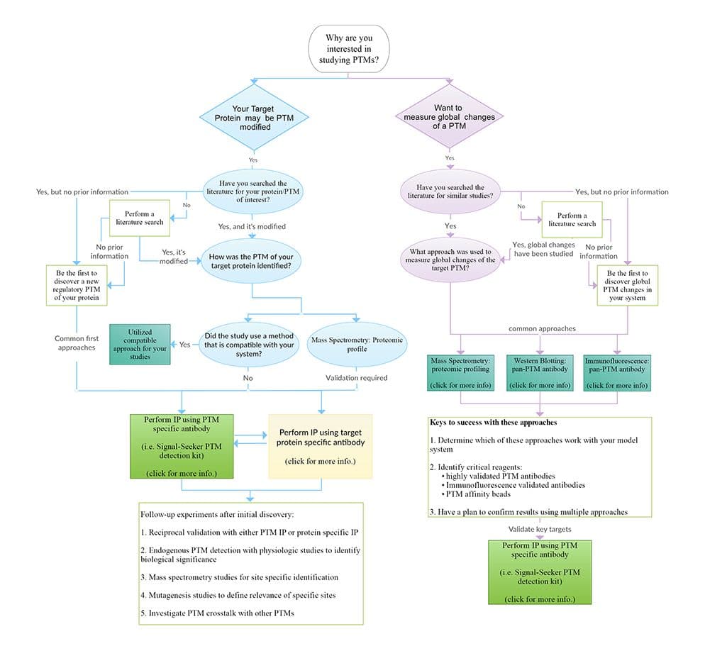 How to study PTMs: A Guide for new PTM Investigators