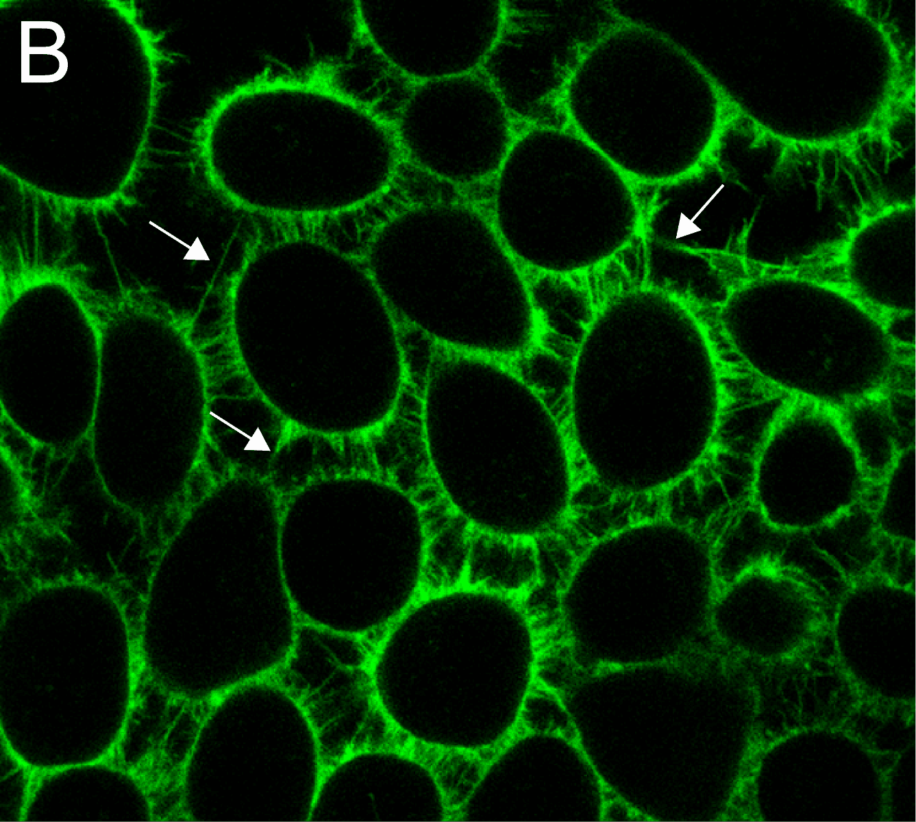 Cytoskeleton Image