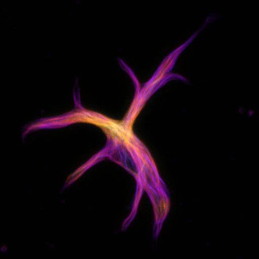 Goldfish astrocyte