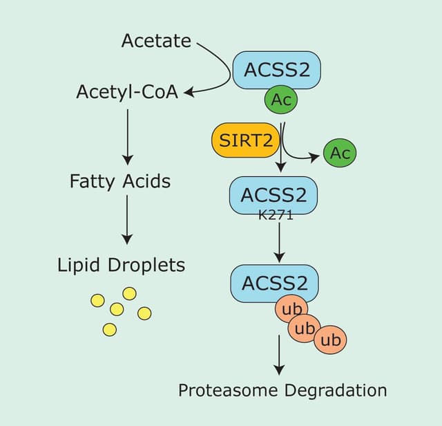 SIRT2-Mediated ACSS2 K271 Deacetylation Suppresses Lipogenesis Under Nutrient Stress