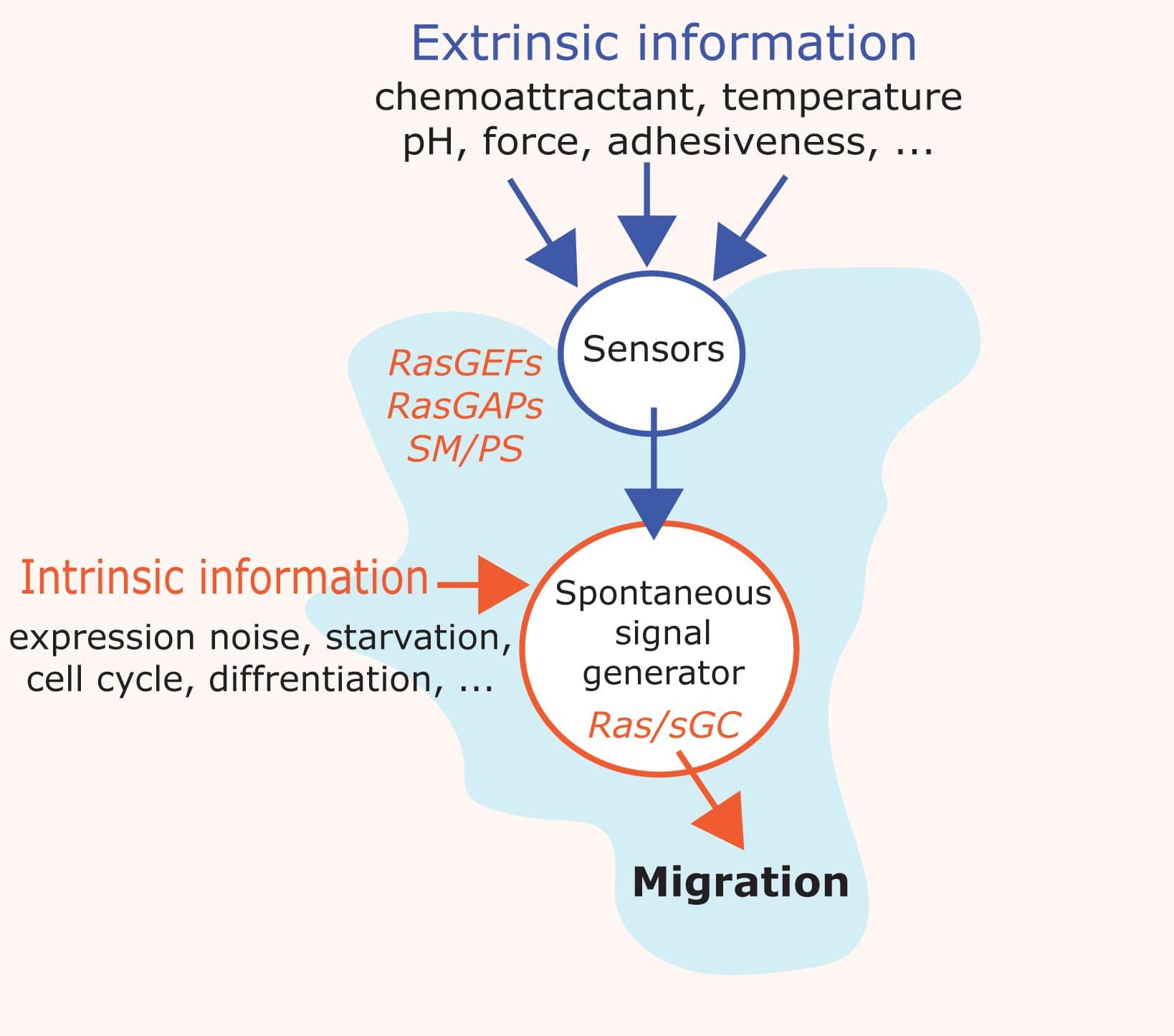 How Does A Ras Connection Work Ras in Chemotaxis & Basal Cell Motility | Cytoskeleton | Cytoskeleton, Inc
