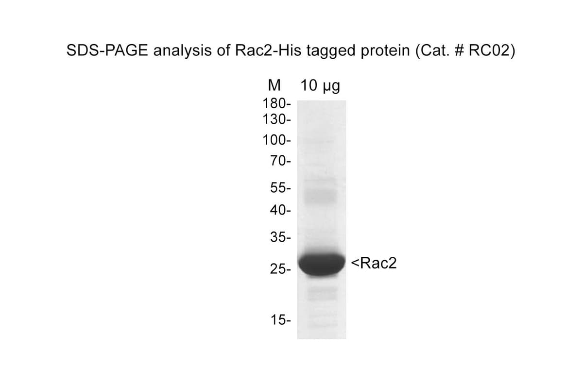 Japanese Rac2 Rac2 protein: His tagged: human wild type | Cytoskeleton, Inc