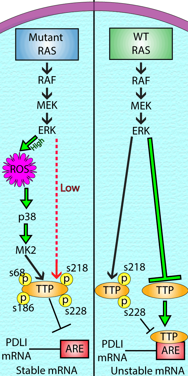 Fig.1 Downstream signaling of Mutant and WT Ras and the downstream effects result in Stable vs Unstable mRNA