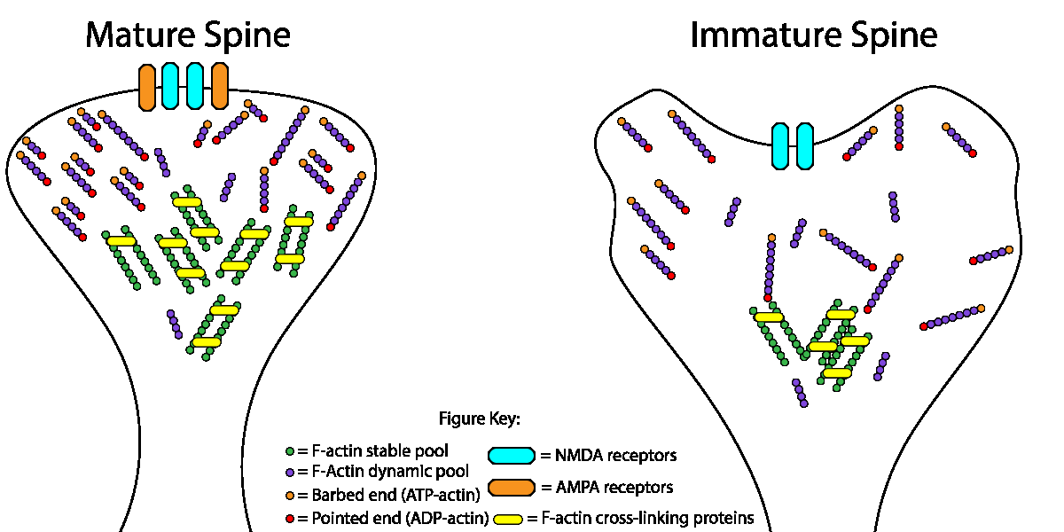 Fig. 1. Dendritic spine actin dynamics in neuronal maturation. The relative size of the stable F-actin pool (gray circles) increases during neuronal maturation. Simultaneously, the treadmilling rate of the dynamic F-actin pool (blue circles) increases. We propose that increased actin filament crosslinking (white bars) in more mature spines leads to a larger fraction of stable filaments. The faster treadmilling of actin filaments closer to the spine head surface fine-tunes spine shape.